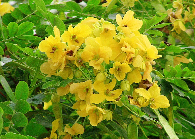 Scrambled Egg Cassia Glauca – Flowering Shrub Tree Seeds