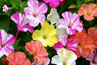 Four O'Clock Marvel of Peru Mirabilis Jalapa Colorful Garden Flower Seeds