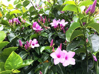 Cryptostegia Grandiflora – Flowering Rubber Vine Seeds