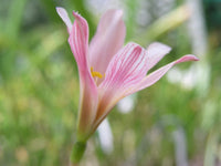 Rain Lily Habranthus – Garden Flower Seeds