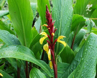 Cautleya Spicata – Hardy Himalayan Ginger Flower Seeds