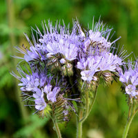 Lacy Phacelia Colorful Wildflower Seeds