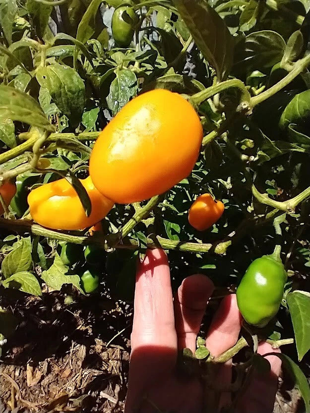 Mix De Rocoto – Mixed Vegetable Seeds