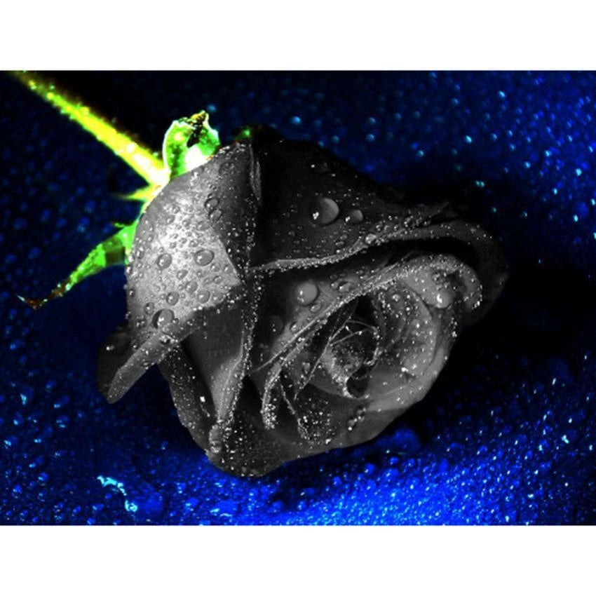 Black Rose Seeds Rosa Bush Shrub Perennial Flower Seeds - Perennial