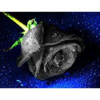Black Rose Seeds Rosa Bush Shrub Perennial Flower Seeds - Perennial
