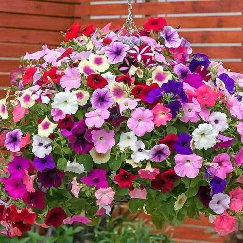 Petunia Mix Color – Easy to Grow Garden Flower Seeds
