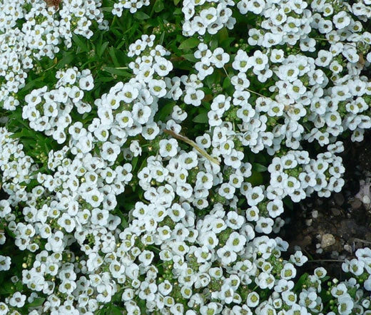 Alyssum Sweet Lobularia Maritima – Fragrant Garden Flower Seeds