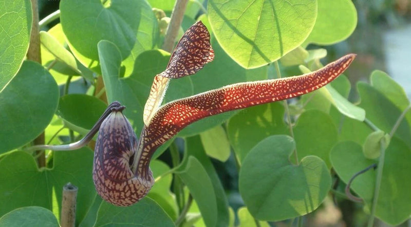 Aristolochia Ringens Seeds Flower Seeds for your garden