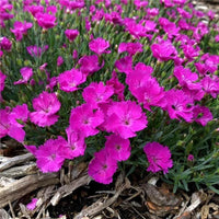 Dianthus Caryophyllaceae Flower Seeds - Flower Seeds