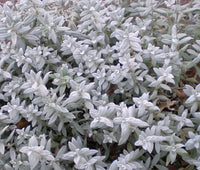 Snow In Summer Cerastium Tomentosum – Hardy Groundcover Flower Seeds