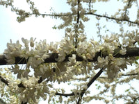 Alba Redbud Cercis Chinensis – Flowering Tree Seeds