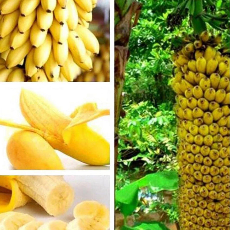 Juicy Dwarf Banana Fruit Tree Mini Bonsai Garden Seeds bag - Fruit Seeds