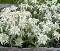 Edelweiss Leontopodium Alpinum – Hardy Alpine Flower Seeds