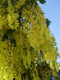 Golden Chain Tree Laburnum Anagyroides – Hardy Flowering Tree Seeds