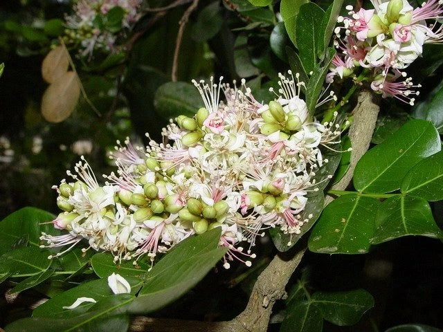 Schotia Latifolia Flowering African Tree Seeds Gorgeous Bush Boer Usa Garden – Hardy Fruit Tree Seeds Product Image – High Quality Seeds for Gardeners