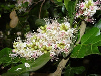 Schotia Latifolia Flowering African Tree Seeds Gorgeous Bush Boer Usa Garden – Hardy Fruit Tree Seeds Product Image – High Quality Seeds for Gardeners