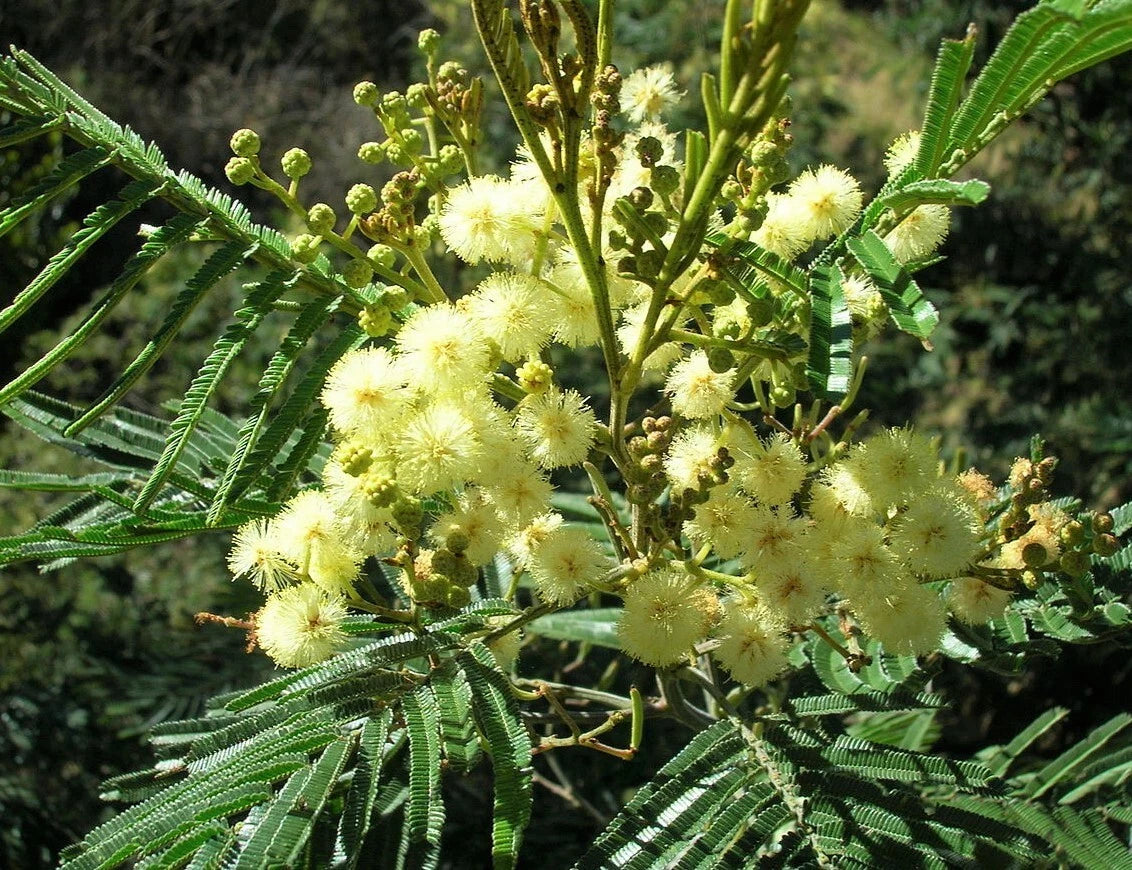 Black Wattle Acacia Mearnsii – Nitrogen Fixing Tree Shrub Seeds