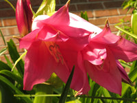 Crinum Lily Charisma – Garden Flower Seeds