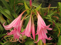Crinum Lily Kitty Clint Small-size Bulb New - Flower Seeds