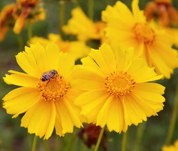 Coreopsis Lanceleaf Dwarf Perennial Coreopsis Lanceolata – Hardy Garden Flower Seeds