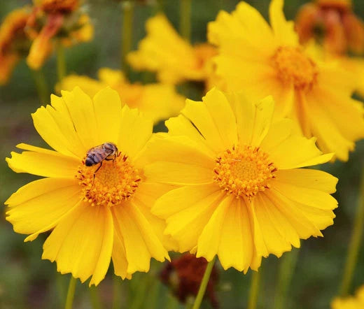 Coreopsis Lanceleaf Dwarf Perennial Coreopsis Lanceolata – Hardy Garden Flower Seeds