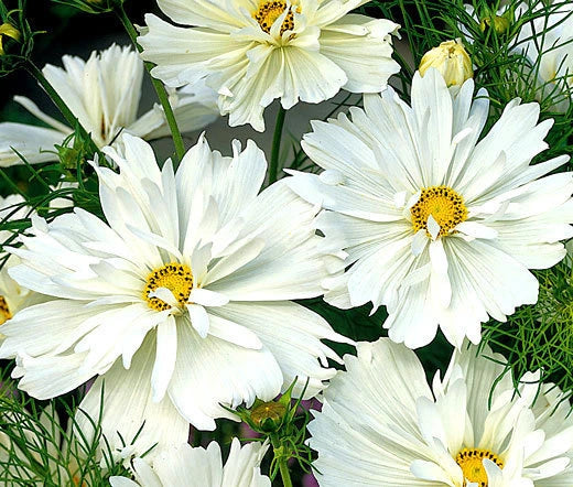 Cosmos Psyche White Cosmos Bipinnatus – Elegant Garden Flower Seeds