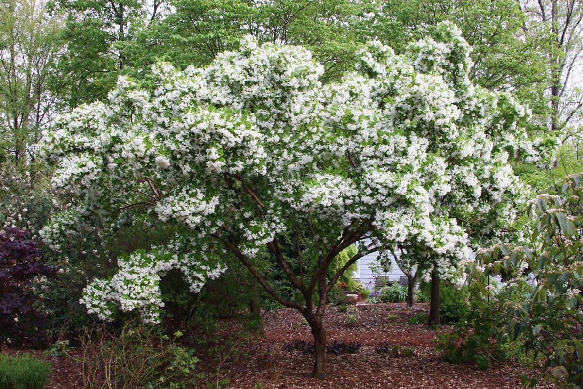 Chinese Fringe Tree Chionanthus Retusus – Cold Hardy Ornamental Tree Seeds