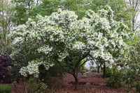 Chinese Fringe Tree Chionanthus Retusus – Cold Hardy Ornamental Tree Seeds
