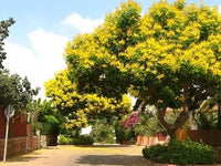 Copper Pod Tree Peltophorum Pterocarpum – Fragrant Flower Tree Seeds