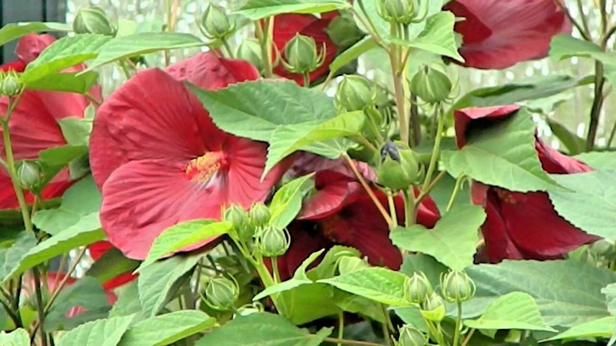 Luna Red Swamp Mallow Hibiscus Moscheutos – Perennial Flower Seeds