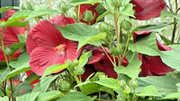 Luna Red Swamp Mallow Hibiscus Moscheutos – Perennial Flower Seeds
