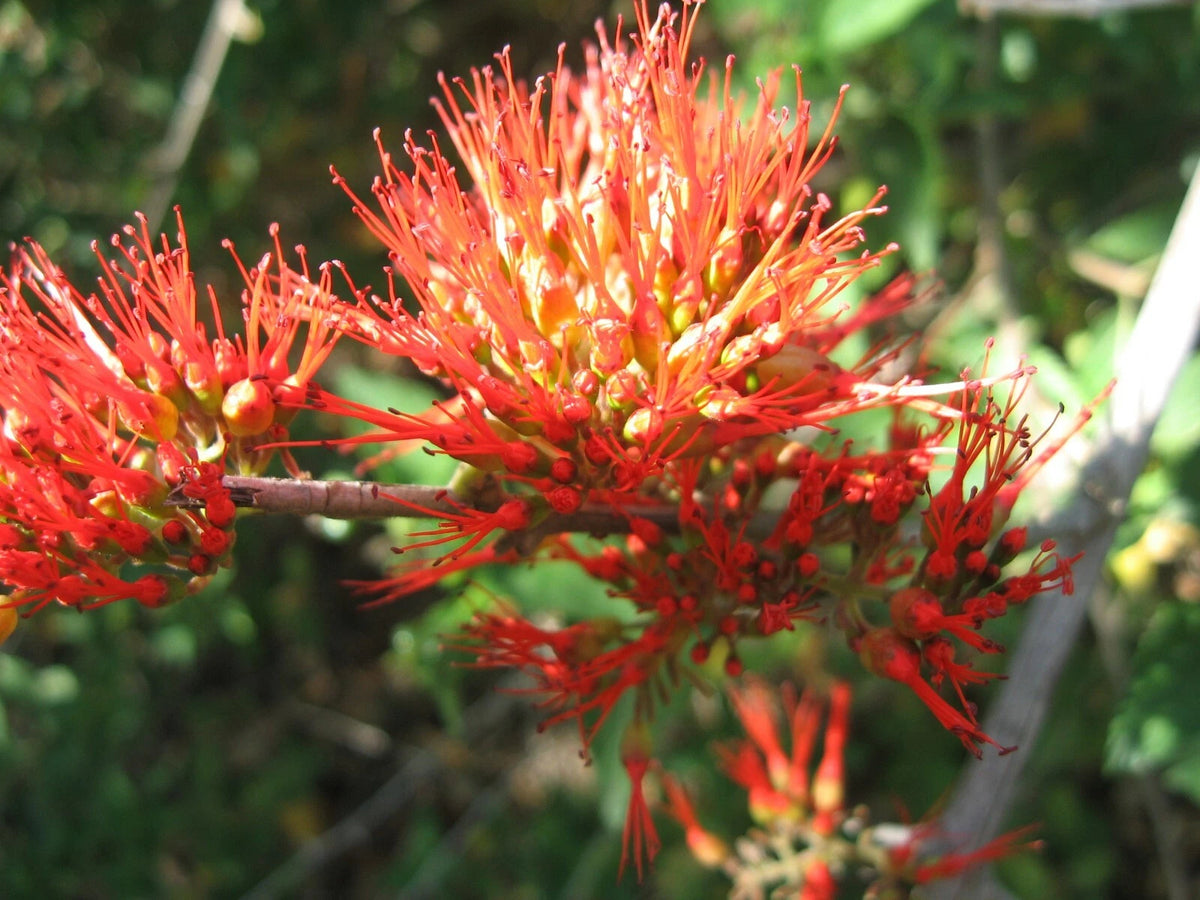 Combretum Microphyllum Flame Creeper Climbing Shrub Seeds