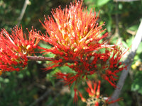 Combretum Microphyllum Flame Creeper Climbing Shrub Seeds