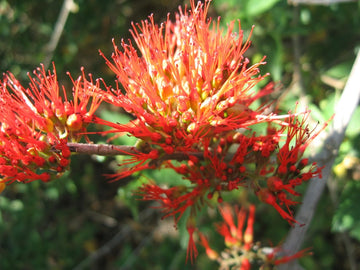 Combretum Microphyllum Flame Creeper Climbing Shrub Seeds