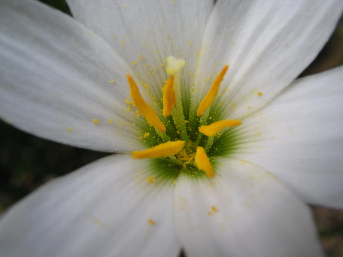 Rain Lily Zephyranthes Candida Wide Petals Habranthus - Flower Seeds