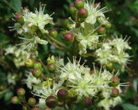 Lawsonia Inermis Seeds Henna Tattoos Hair Dye L Alba Fragrant Tree Shrub Category eg, Flower Seeds