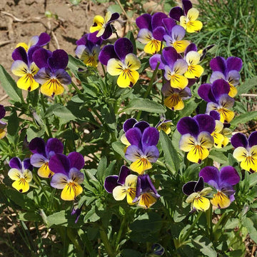 Helen Mount Johnny Jump Up – Hardy Wildflower Garden Seeds
