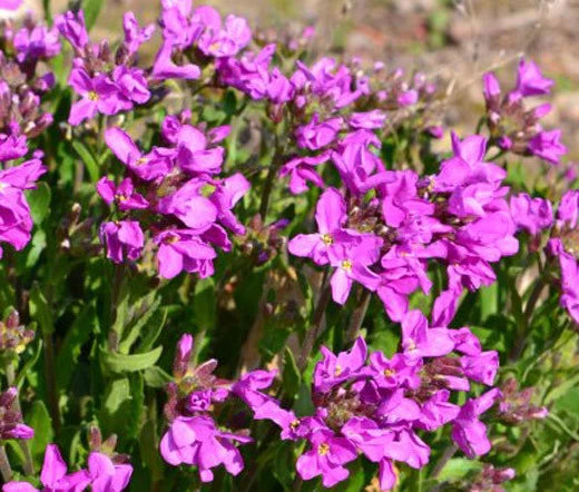 Arabis Wall Rock Cress Spring Charm Arabis Blepharophylla – Garden Rockery Flower Seeds