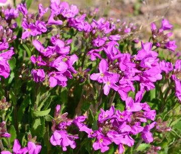 Arabis Wall Rock Cress Spring Charm Arabis Blepharophylla – Garden Rockery Flower Seeds
