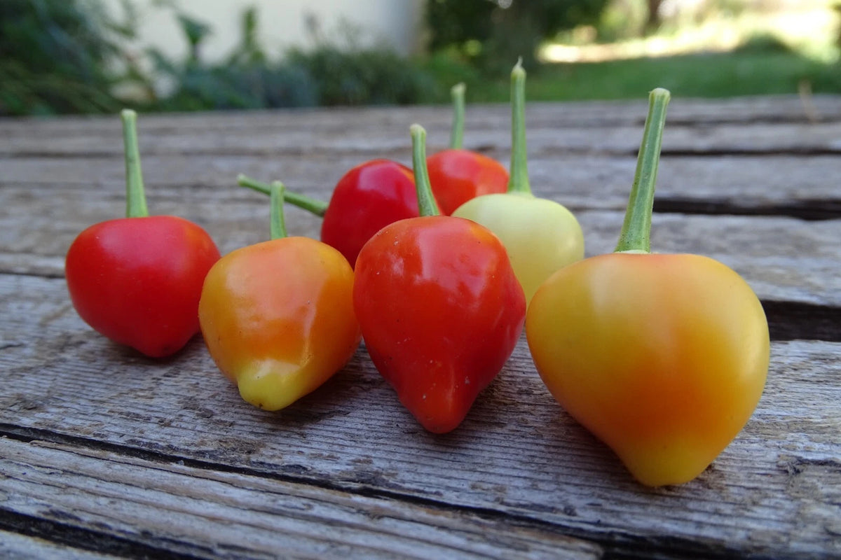Trepediera Werner Pepper – Edible Ornamental Garden Seeds