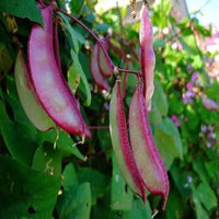Lablab Beans Seeds Hyacinth Bean Exotic Climber Seeds - Climbing