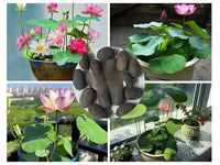 Lotus Mix – Aquatic Perennial Water Garden Flower Seeds