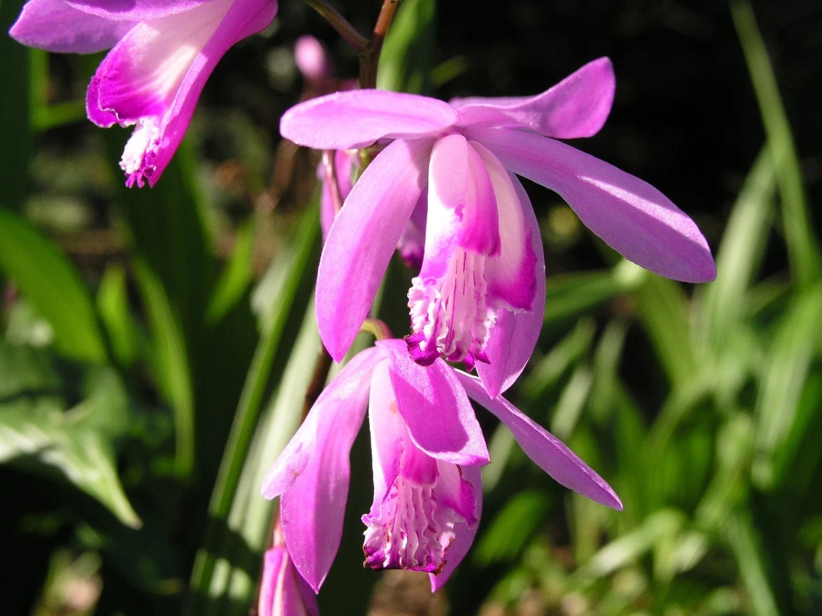 Bletilla Striata Pink Chinese Ground Orchid 2 Tubers