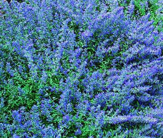 Catmint Blue Nepeta Mussinii – Perennial Garden Flower Seeds