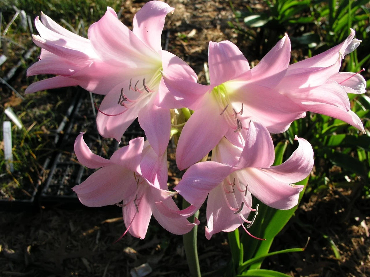 Crinum Lily Cecil Houdyshel Large Blooming-size Bulb - Flower Seeds