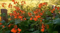 Phaseolus Coccineus Seeds Scarlet Emperor Runner Bean Vine NonGMO Garden Category eg, Flower Seeds