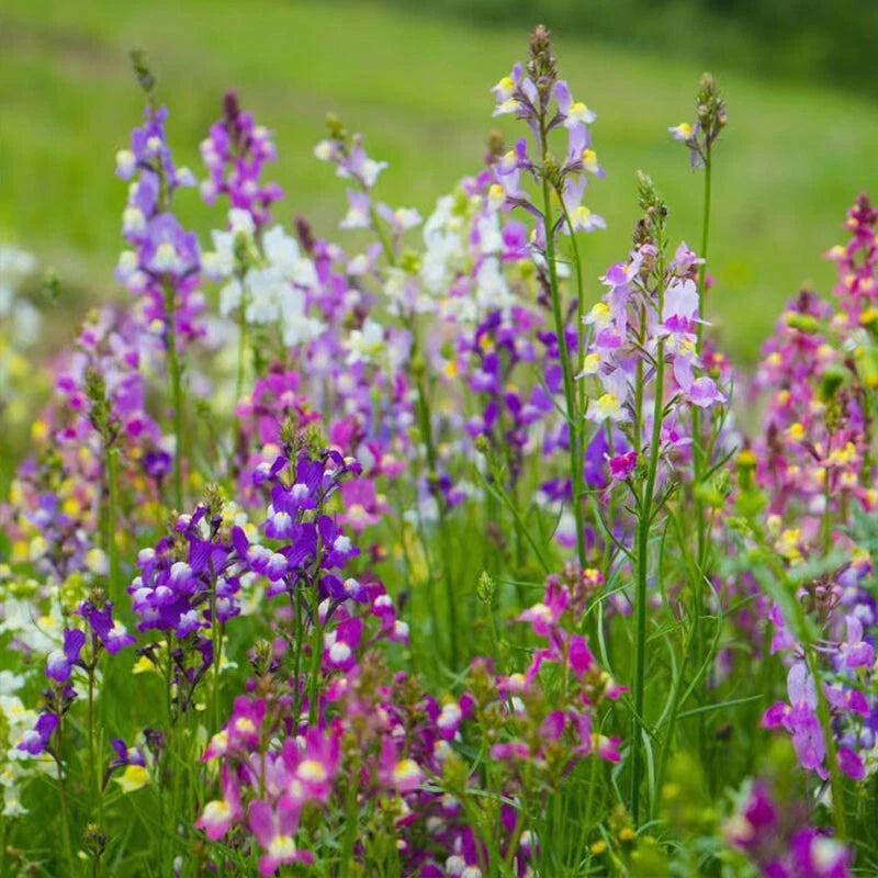 Linaria Maroccana – Colorful Garden Flower Seeds