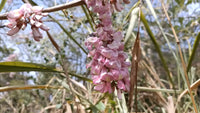 Gliricidia Sepium – Nitrogen Fixing Flowering Tree Seeds