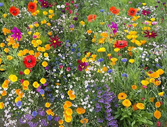 Annual Flower Mix Colorful Garden Flower Seeds