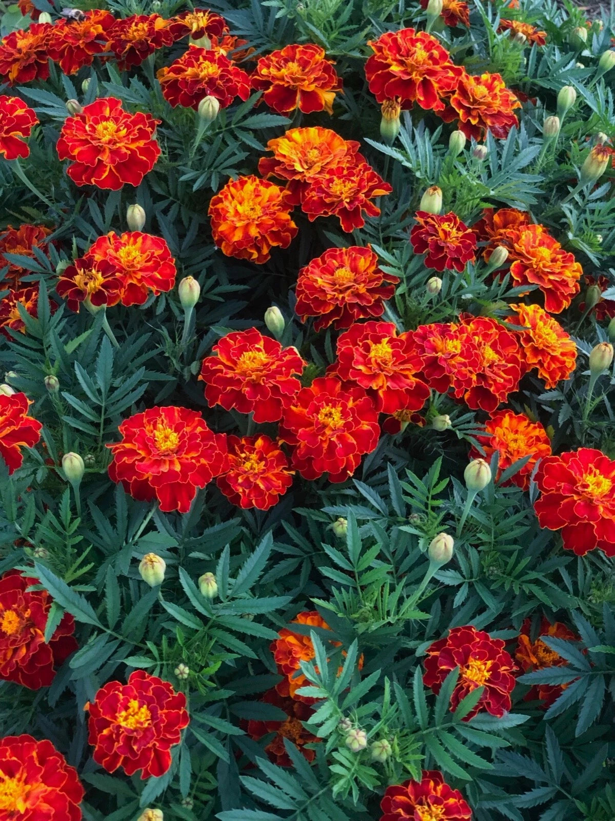 Marigold Tangerine Mix Orange Brown Flower Seeds